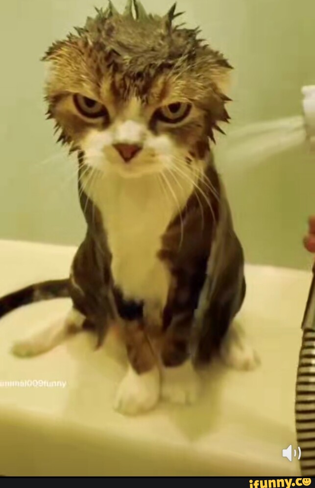 Angry Cat is Angry - iFunny Brazil