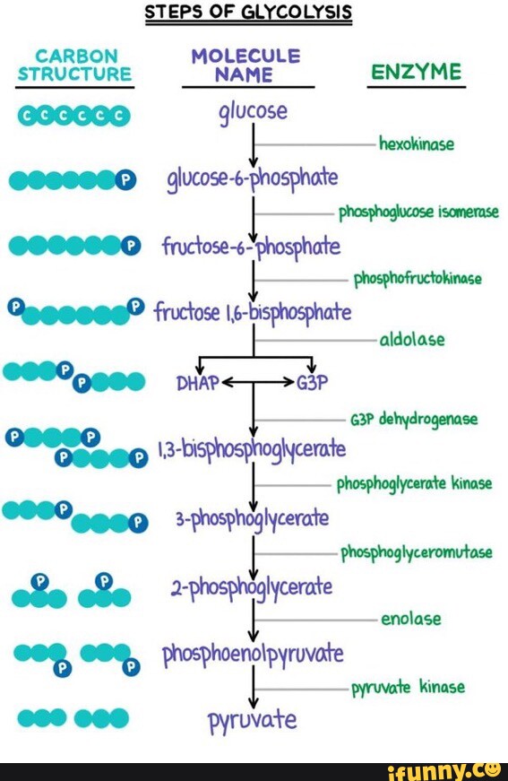 STEPS OF GLYCOLYSIS CARBON MOLECULE STRUCTURE NAME ENZYME glucose ...