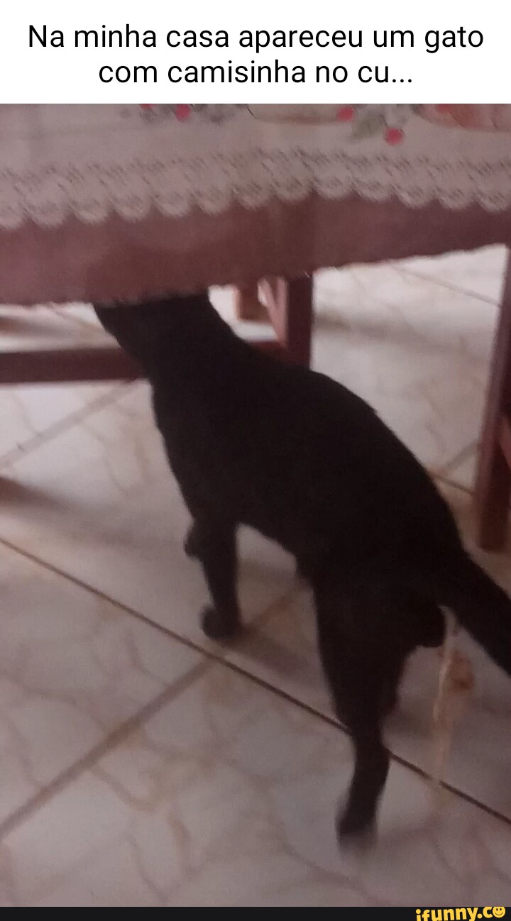 Na minha casa apareceu um gato com camisinha no cu... - iFunny Brazil