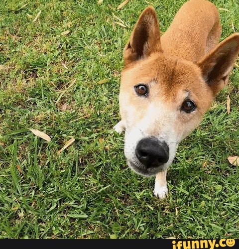 Dingo memes. Best Collection of funny Dingo pictures on iFunny Brazil