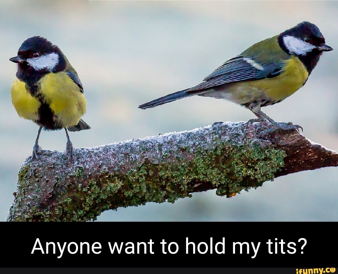 Bird Memes Im Just Here Tits Stock Photo 1175098246