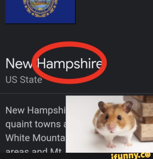 New store hamster state