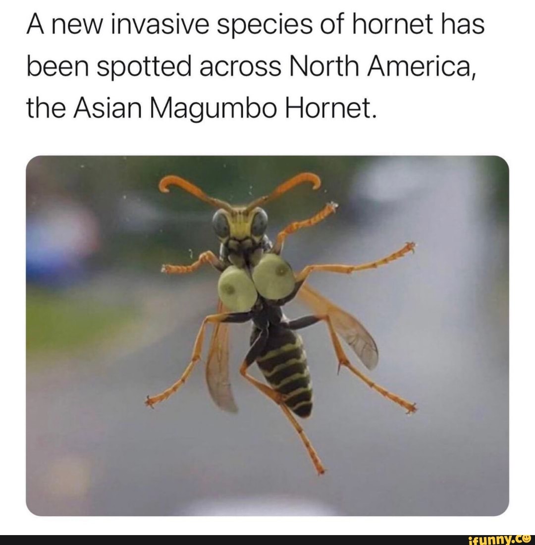 A New Invasive Species Of Hornet Has Been Spotted Across North America The Asian Magumbo Hornet 9101