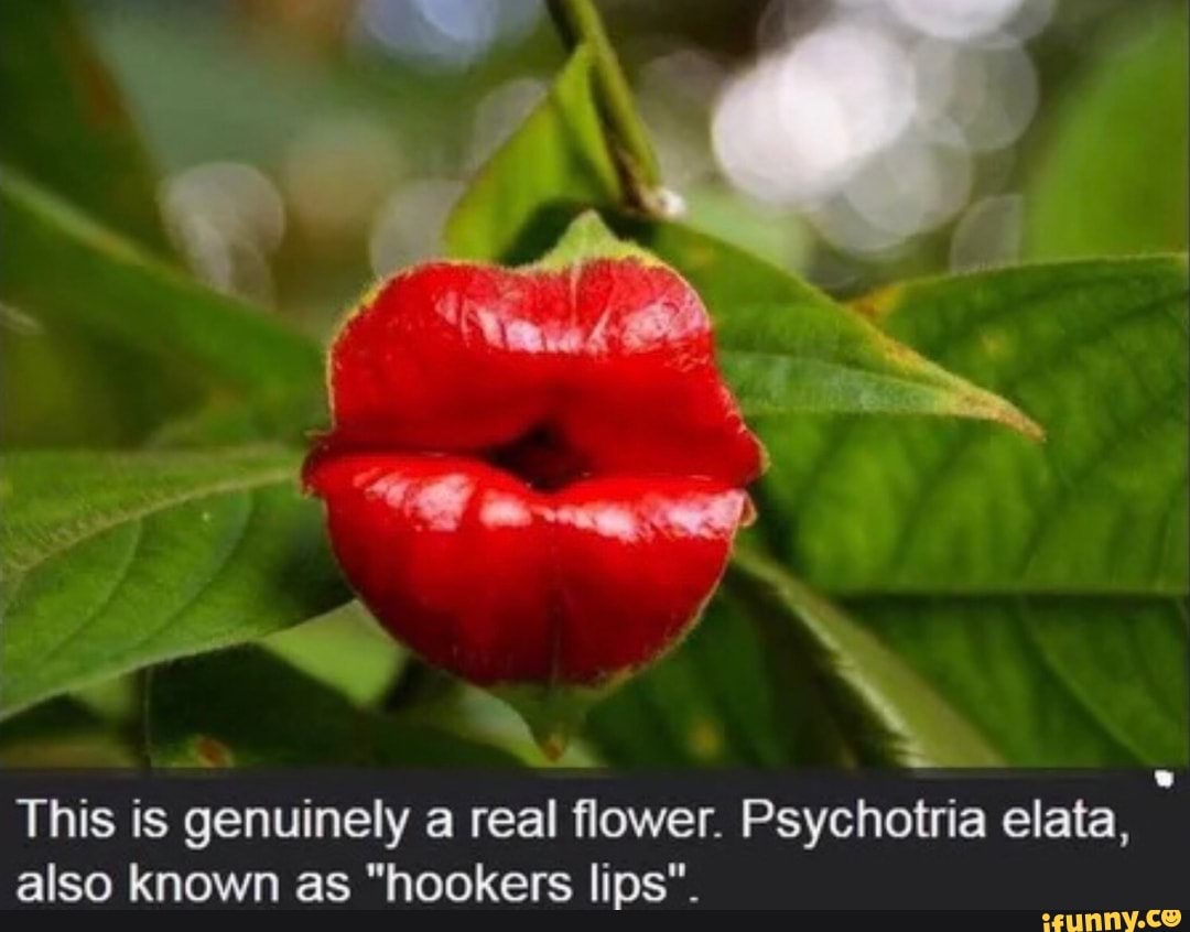 Psychotria elata store