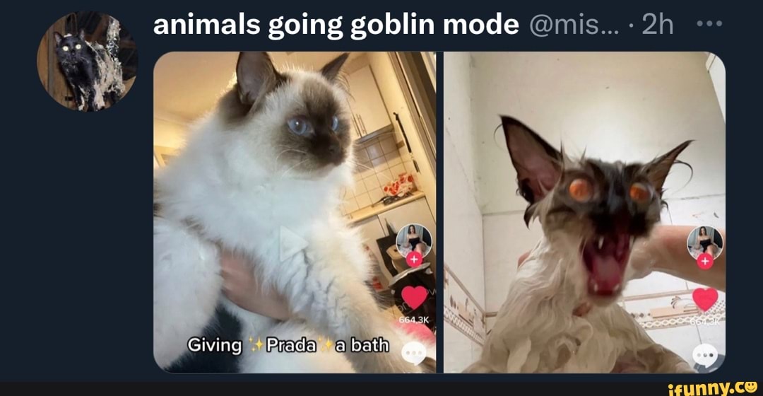 animals going goblin mode on X:  / X