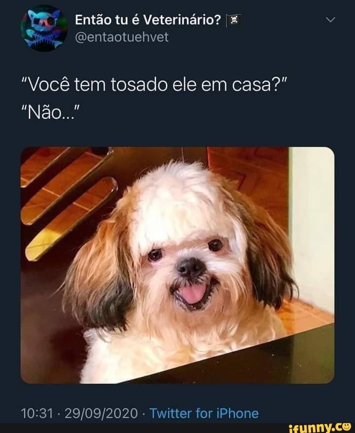 Homem deixa shih-tzu para ser tosado e volta para casa com o Sid da Era do  Gelo