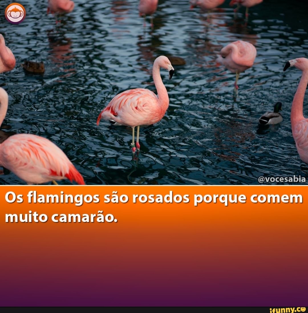 Flamino memes. Best Collection of funny Flamino pictures on iFunny Brazil