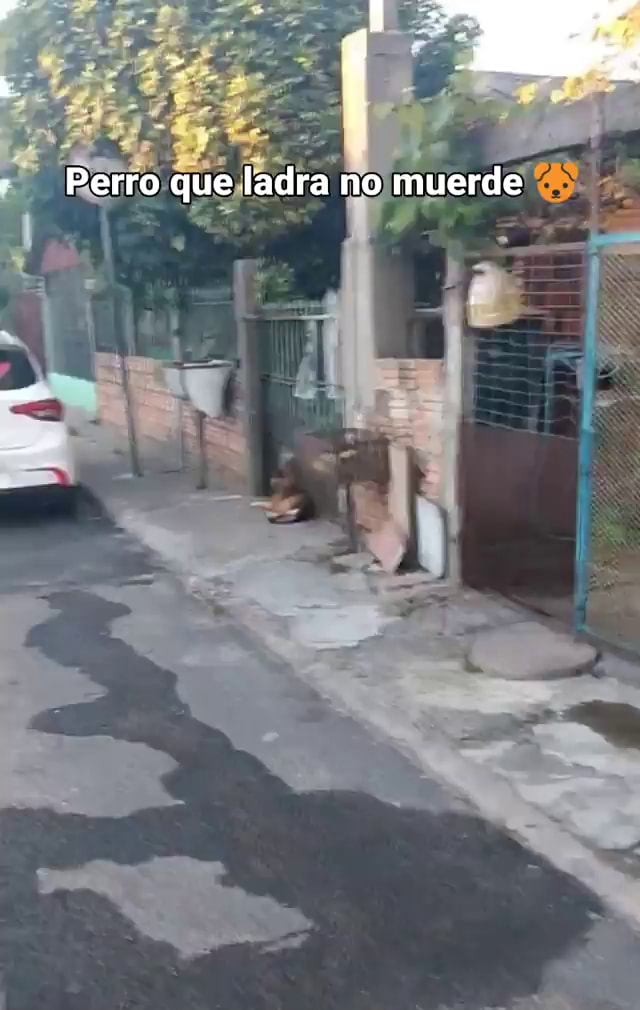 una rata muerde a un perro