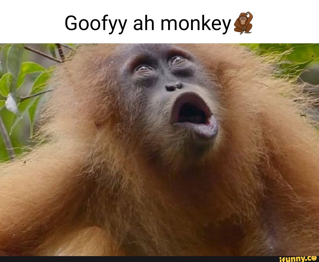 Mokey memes. Best Collection of funny Mokey pictures on iFunny Brazil