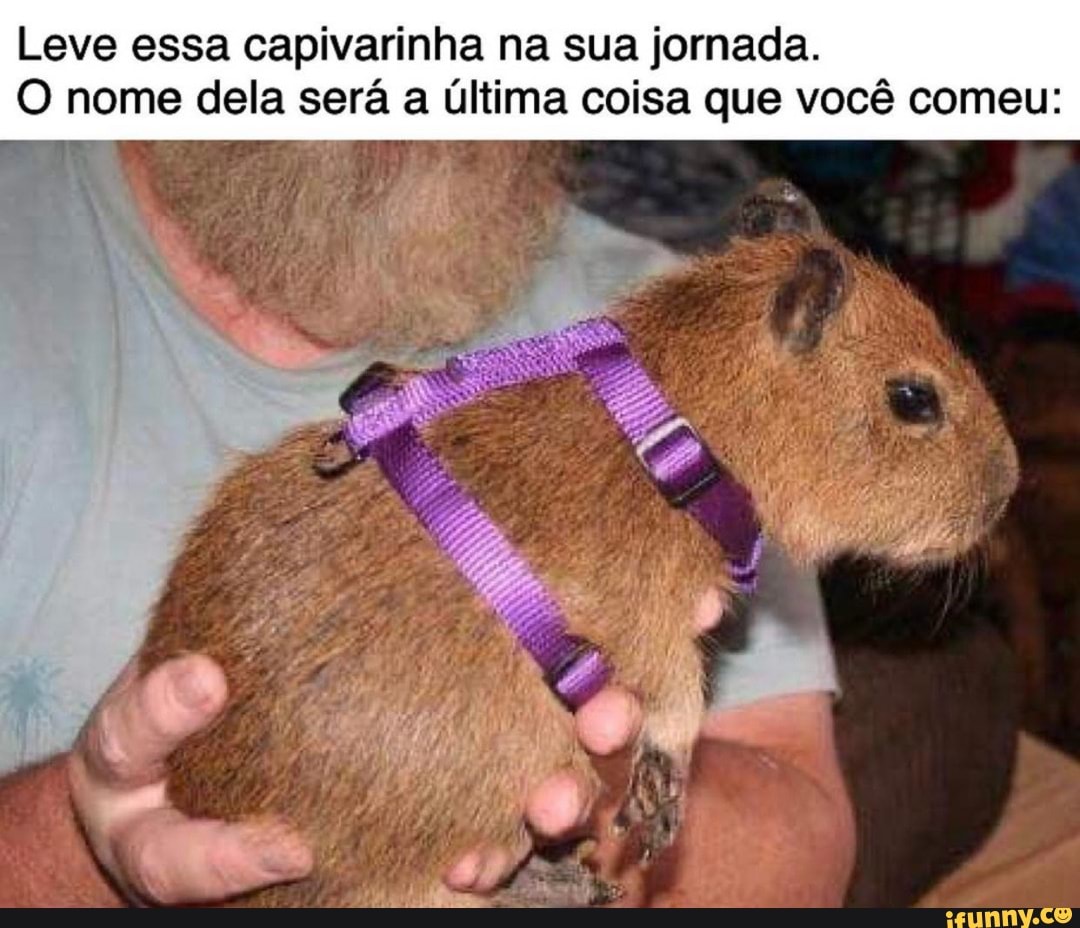 Lusca on X: capivara agiota fodase  / X