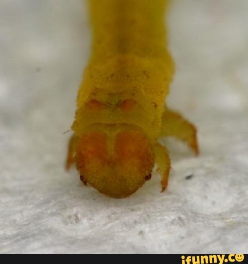Pin de Inchworm em hilarious