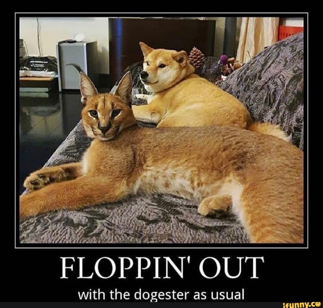 Floppacube memes. Best Collection of funny Floppacube pictures on iFunny  Brazil