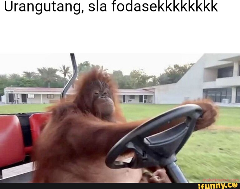 Mokey memes. Best Collection of funny Mokey pictures on iFunny Brazil