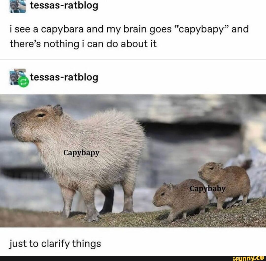 Capybar memes. Best Collection of funny Capybar pictures on iFunny