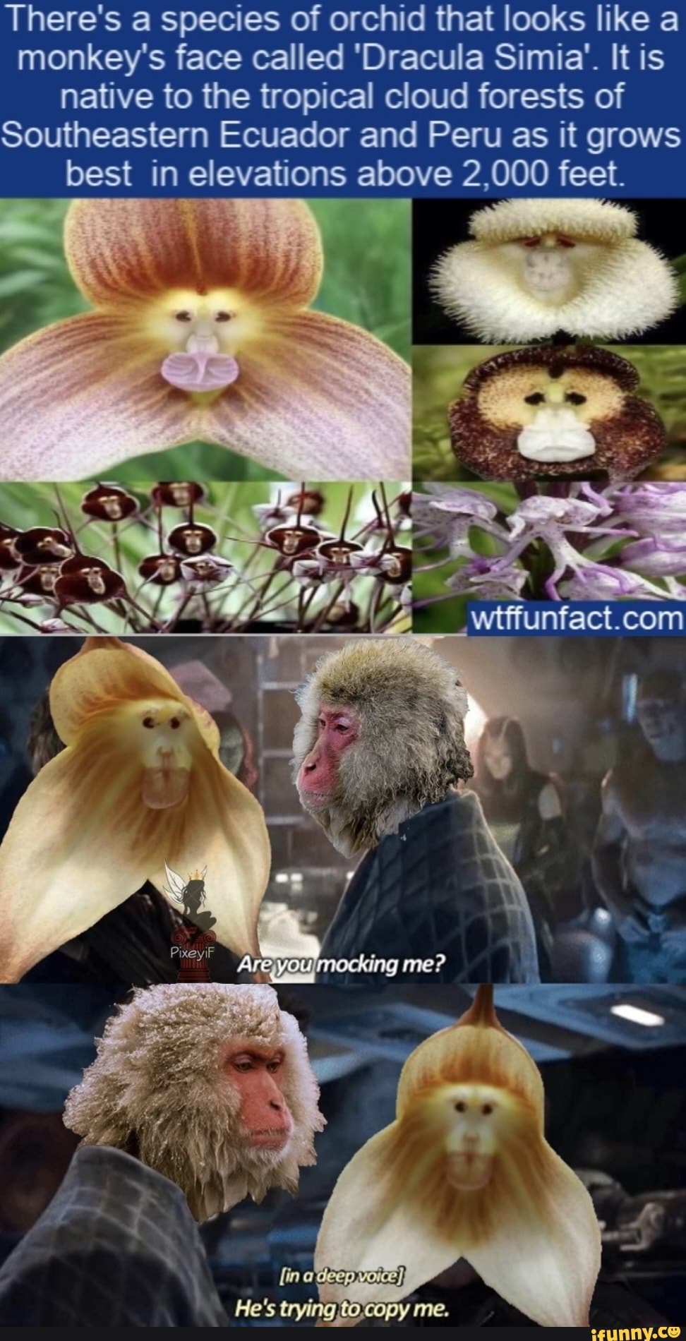 There's a species of orchid that looks like a monkey's face called 'Dracula  Simia'. It is