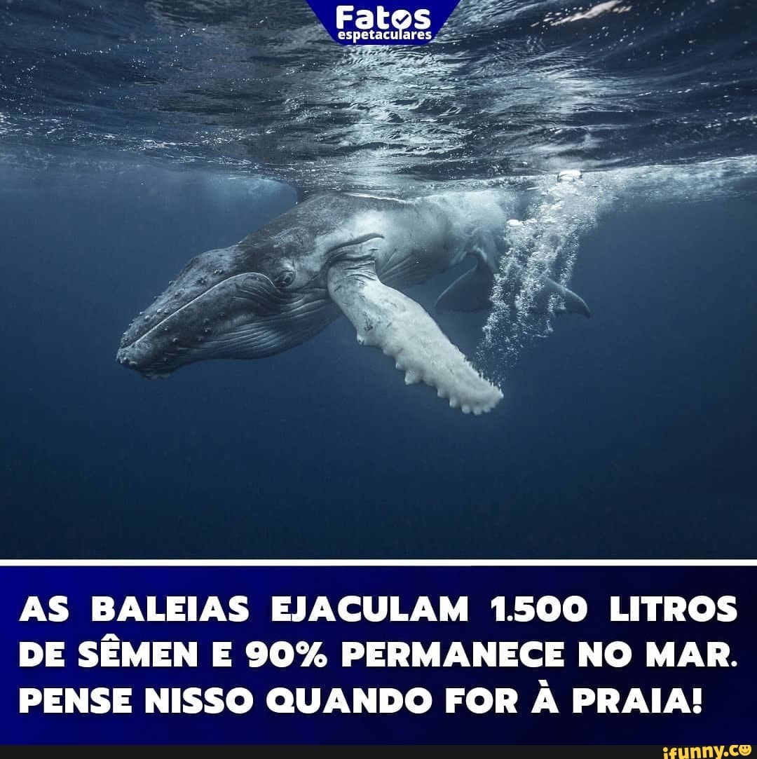 AS BALEIAS EJACULAM 1.500 LITROS DE SÊMEN E 90% PERMANECE NO MAR. PENSE  NISSO QUANDO FOR À PRAIA! - iFunny Brazil