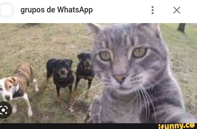 grupo de whatsapp  Memes de grupos de whatsapp, Imagenes de