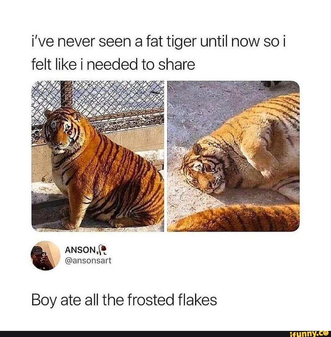 I've never seen a fat tiger until now so felt like i neeced to s are ...