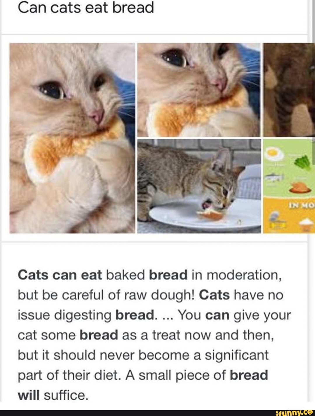 Can cats hotsell eat white bread