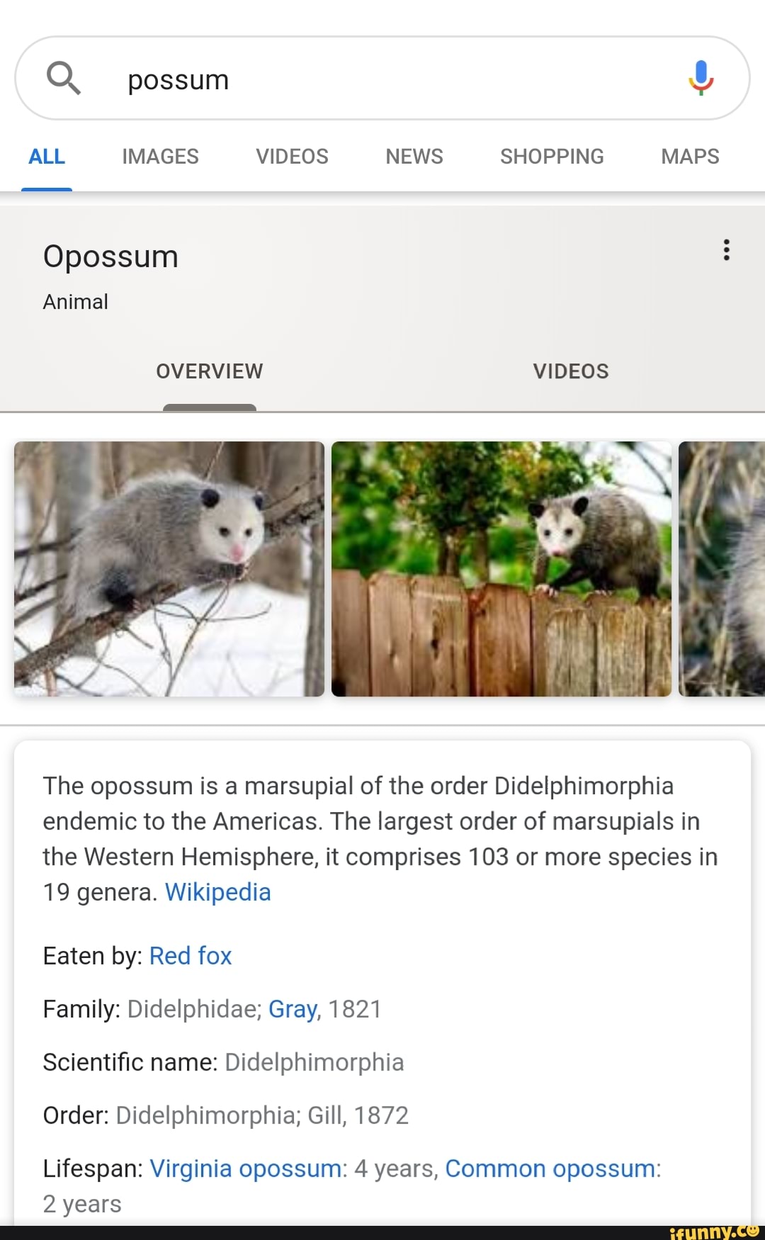 Opossum - Wikipedia