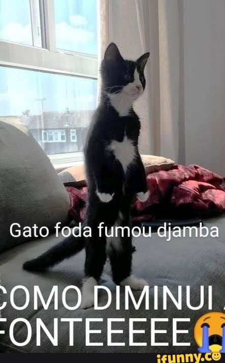 Esse gato morreu de ligma, uma tragédia - iFunny Brazil