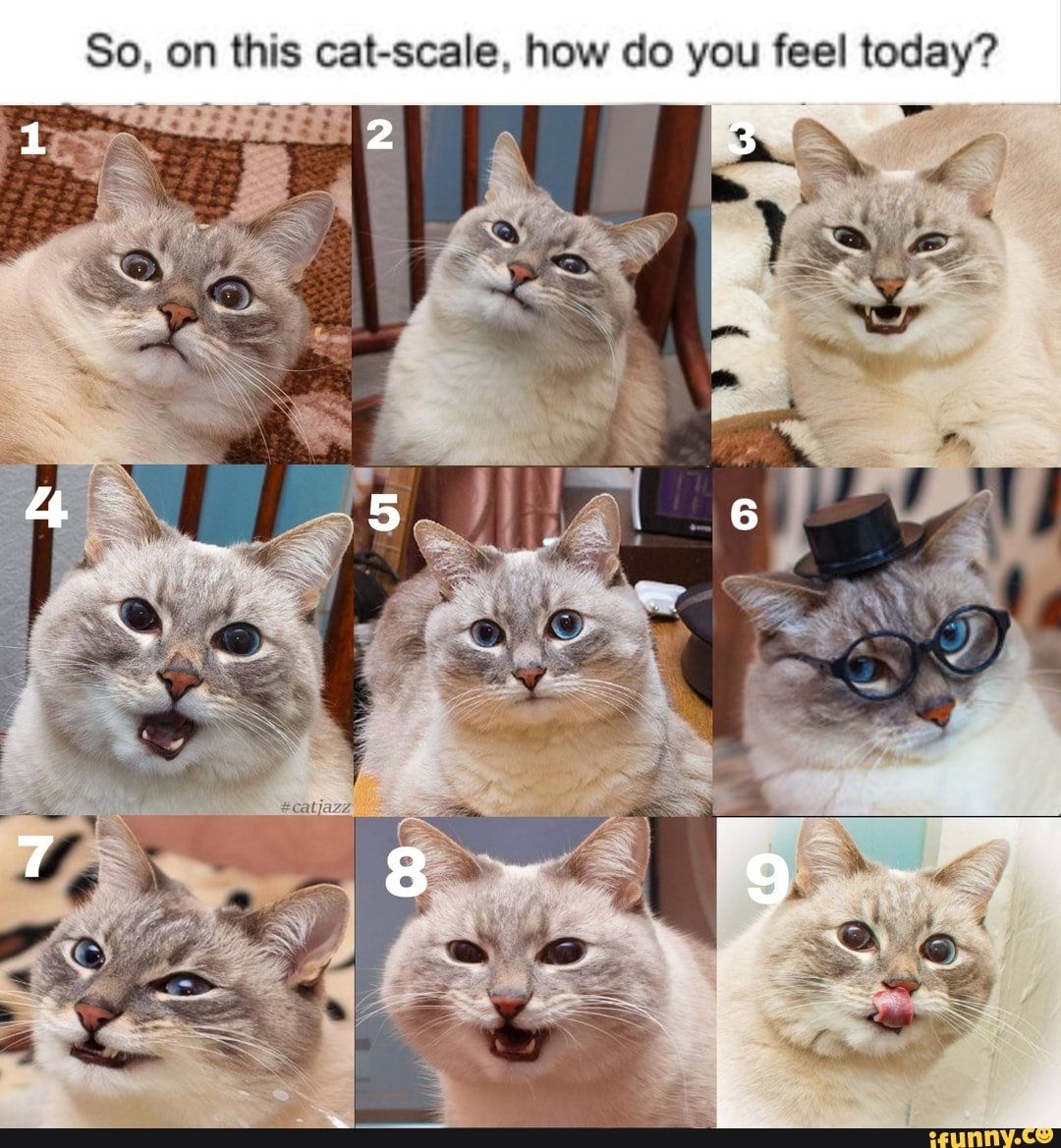 On a scale of cat, how are you doing today? - iFunny Brazil