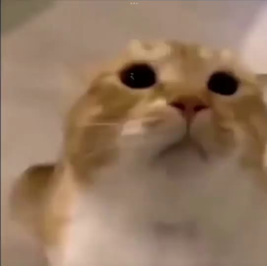 gato Memes & GIFs - Imgflip