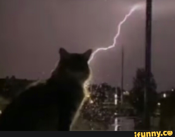 Angry Cat is Angry - iFunny Brazil