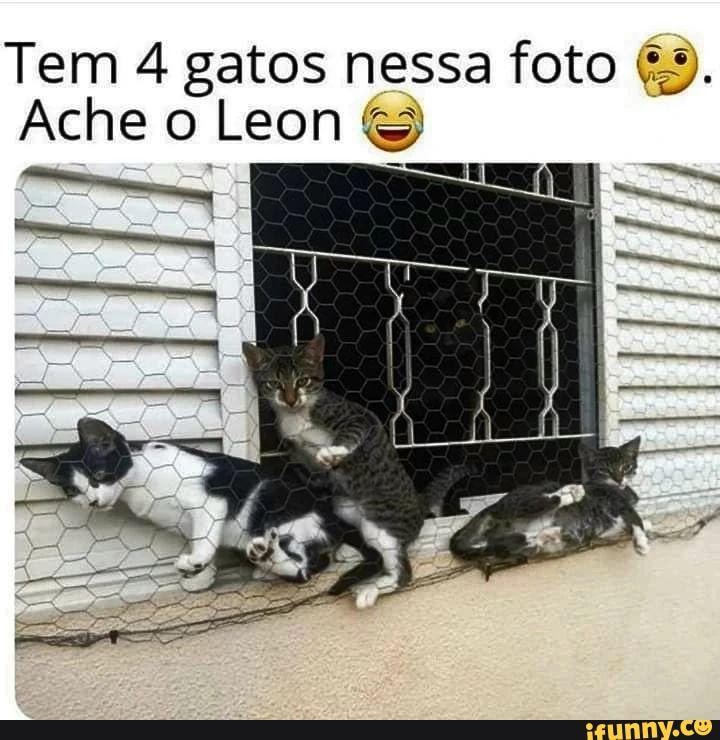 trabalho engraçado de meme de gato