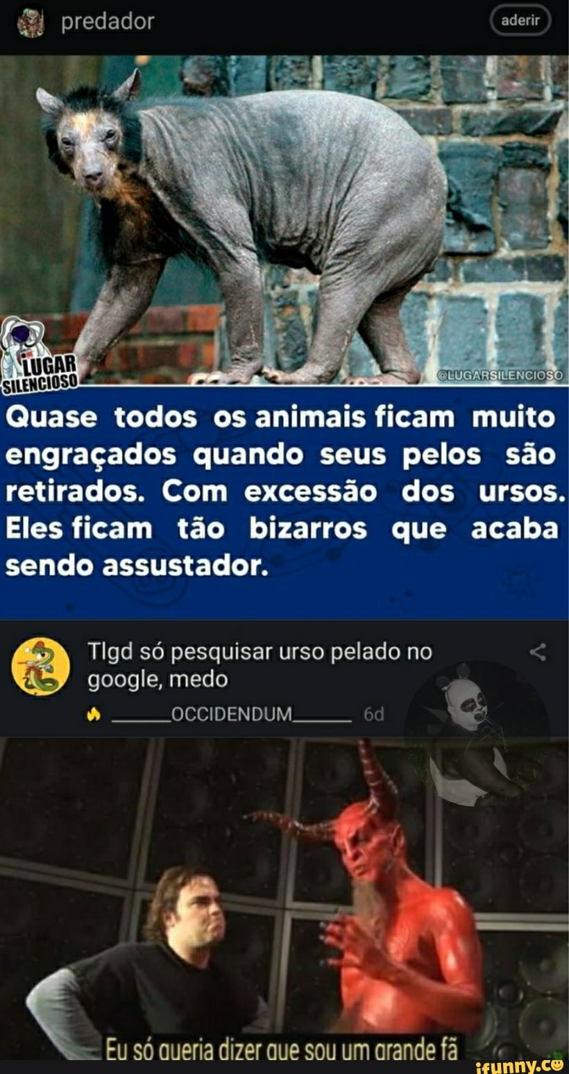 Urso oelado