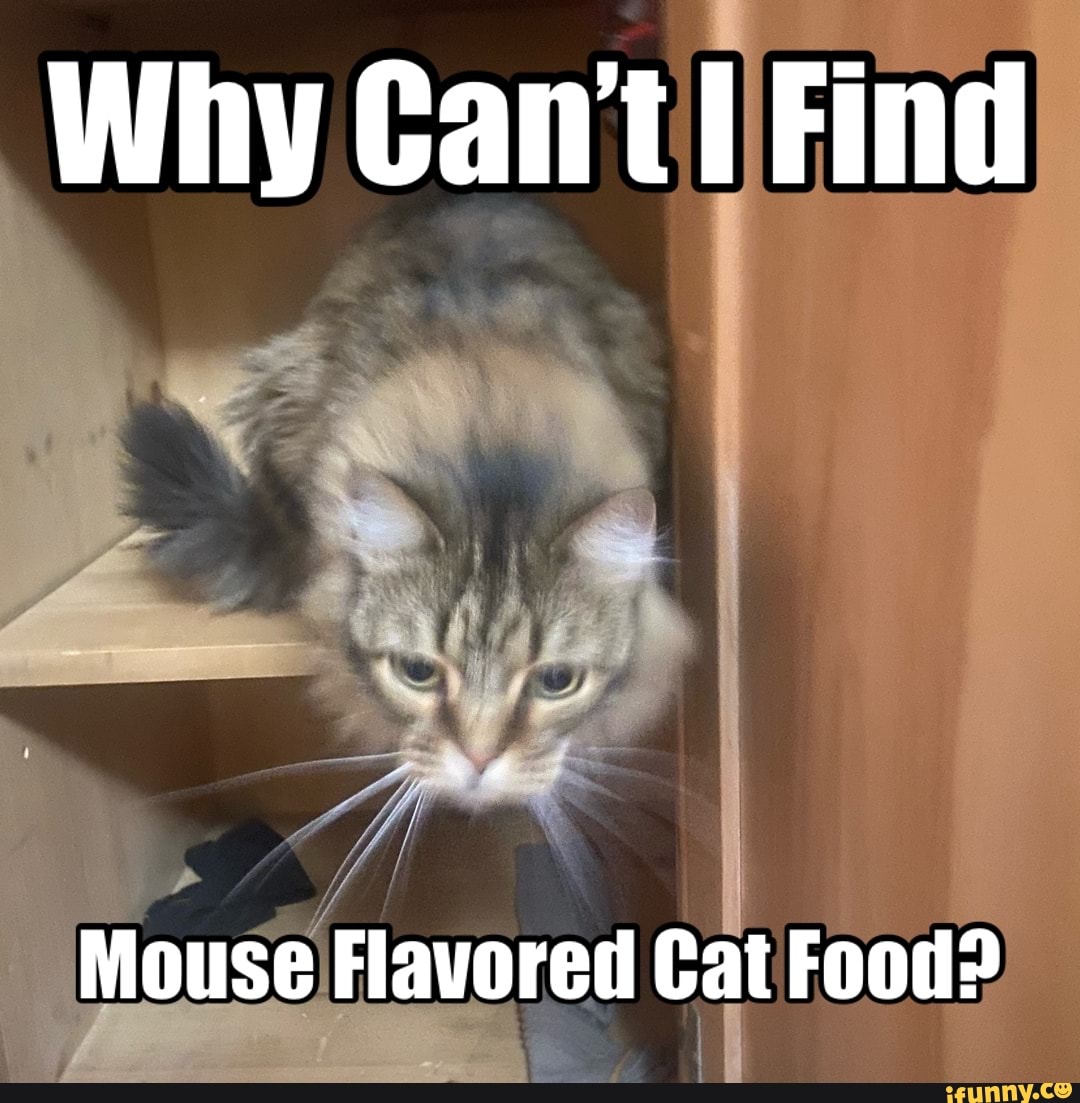 Why Can t Find Mouse Flavored Cat Food iFunny Brazil