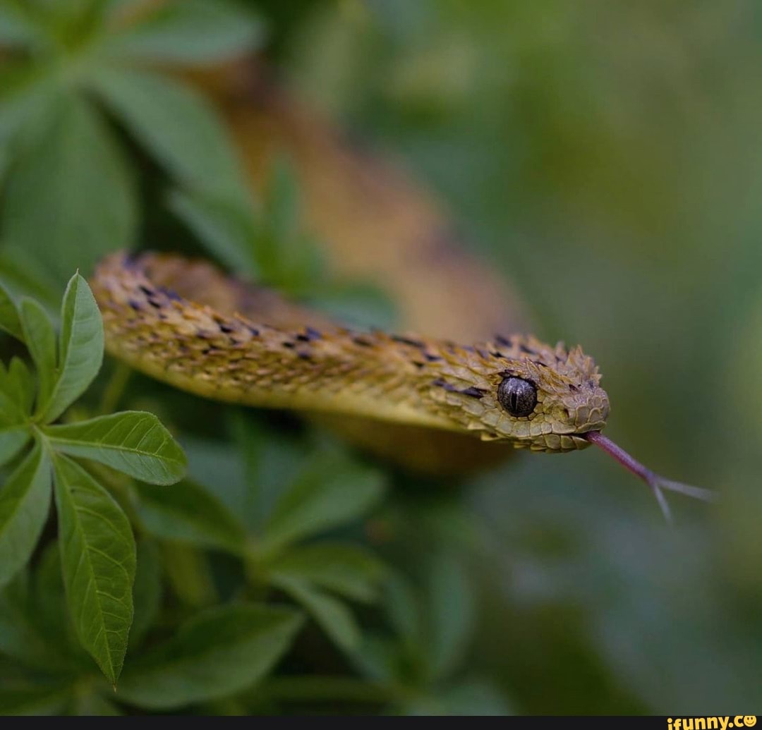 Atheris memes. Best Collection of funny Atheris pictures on iFunny