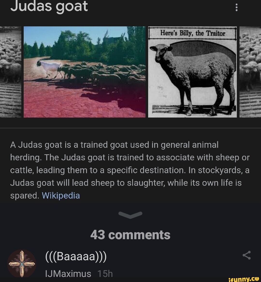 meanings-and-origin-of-judas-sheep-and-judas-goat-word-52-off