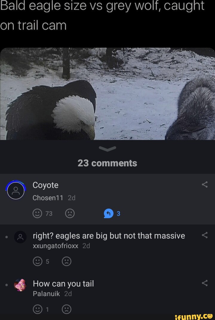 Bald eagle size vs grey wolf, caught on trail cam 23 comments Coyote <  Chosen11 On @ right? eagles are big but not that massive < xxungatofrioxx  .d How can you tail Palanuik - iFunny Brazil