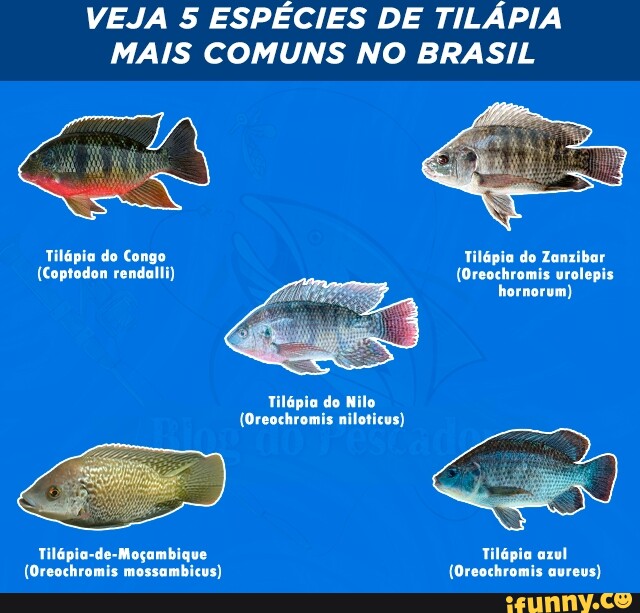 VEJA 5 ESPÉCIES DE TILÁPIA MAIS COMUNS NO BRASIL Tilápia do Congo Tilápia do Zanzibar (Coptodon
