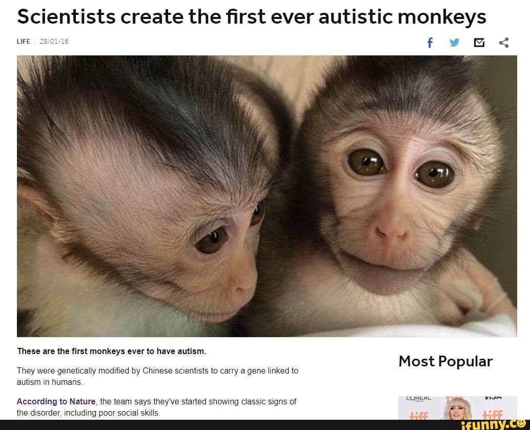 Chinese scientists create monkeys with autism gene