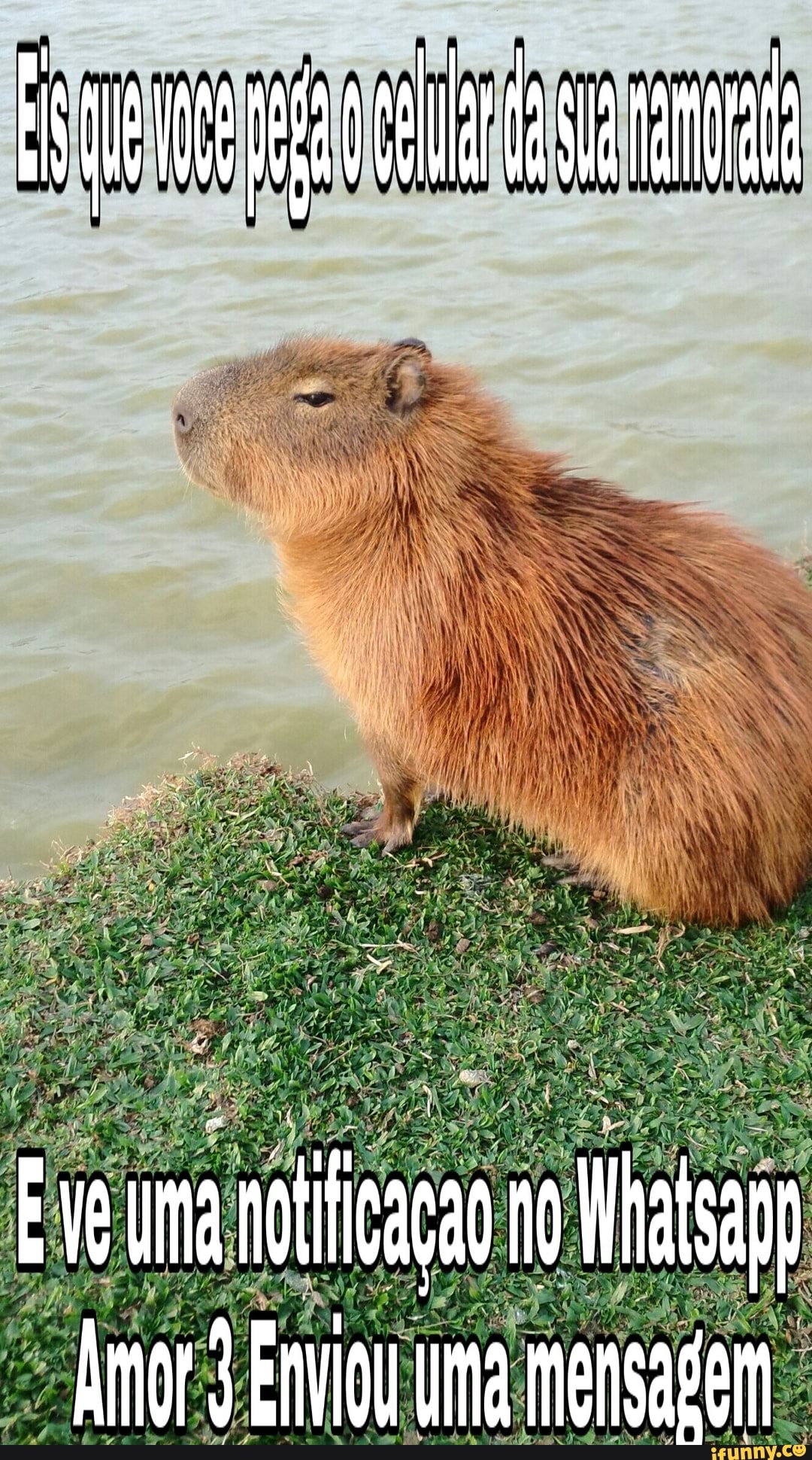 MEMES EM IMAGENS -SANTA CAPIVARA 