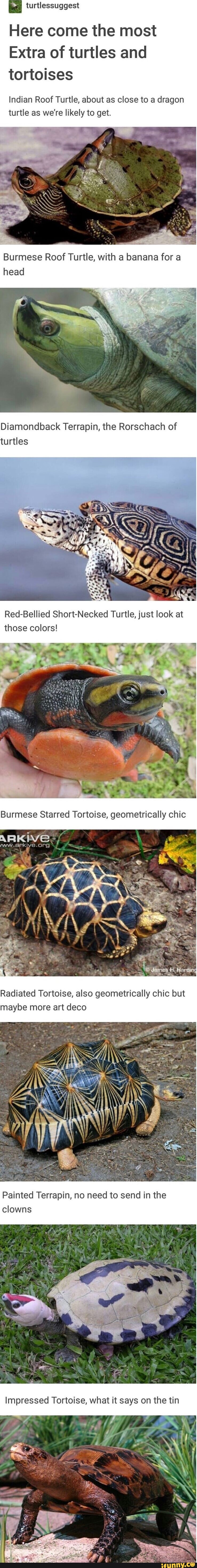 Turtlessuggest memes. Best Collection of funny Turtlessuggest pictures ...