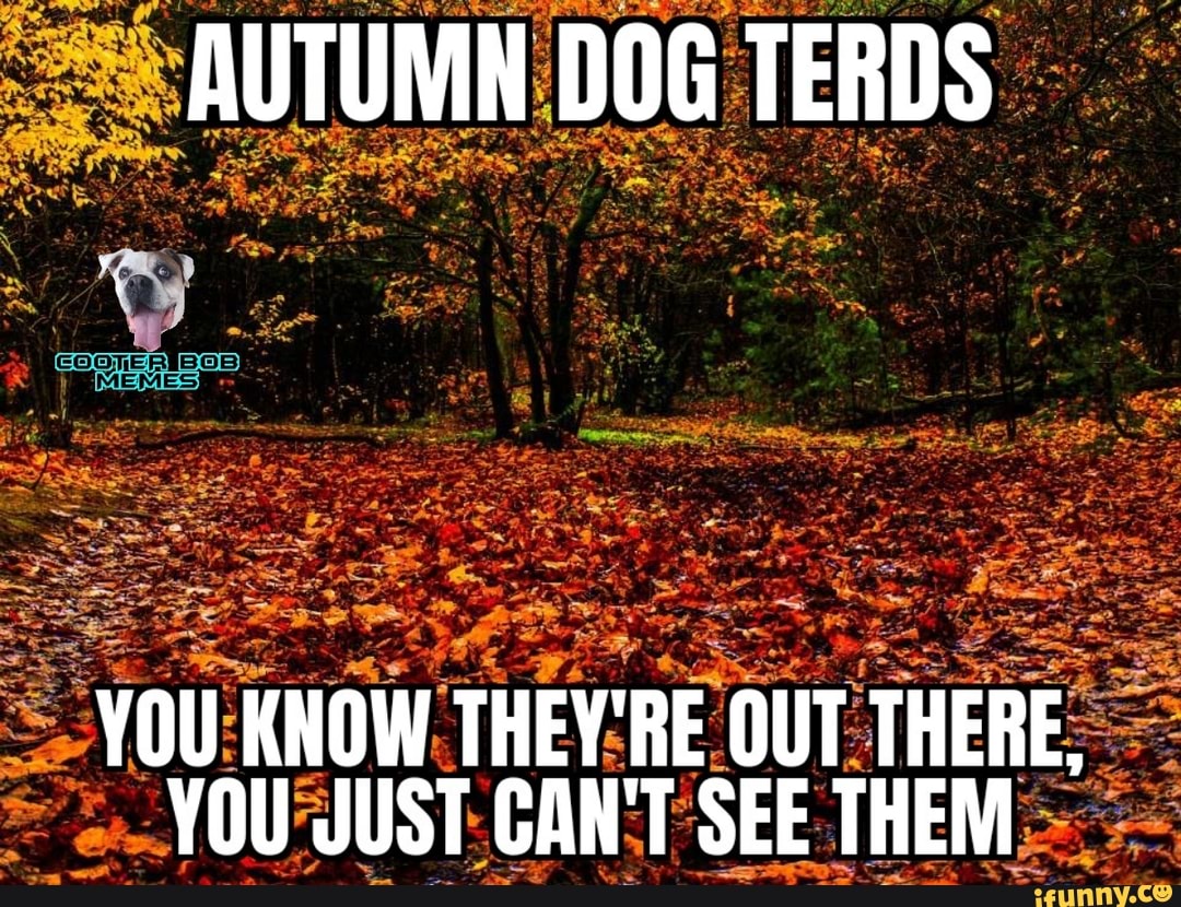 AUTUMN DOG TERDS YOU KNOW THEYRE OUT THERE, YOU JUST CANT SEE THEM -  iFunny Brazil