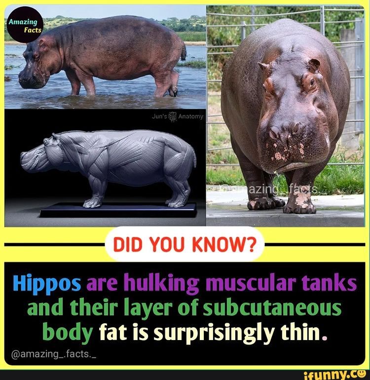 National Dex - HippoSkarm Fat