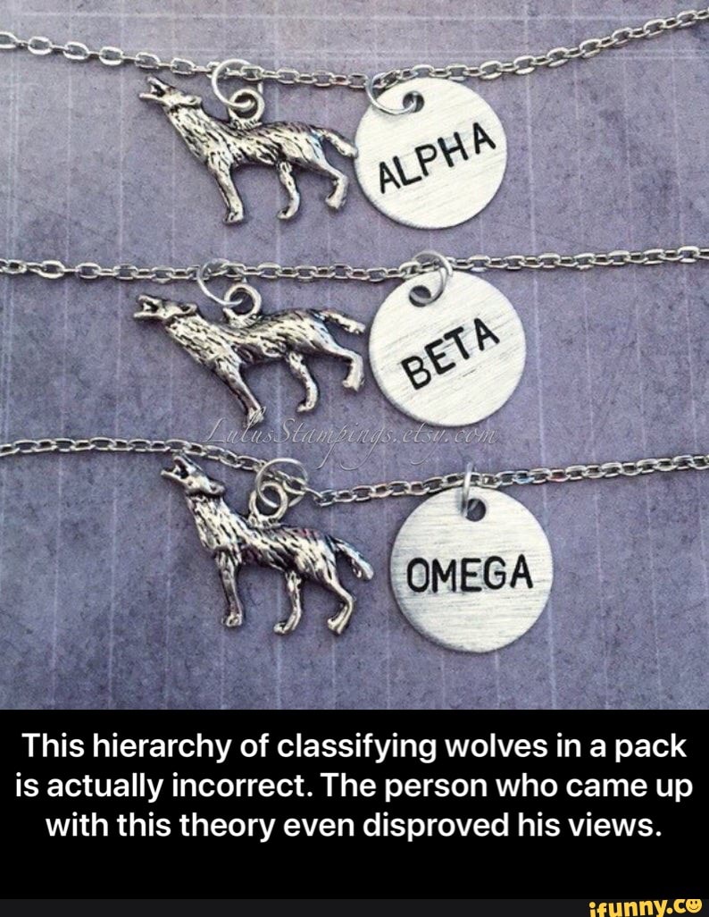 oMEGA This hierarchy of classifying wolves in a pack is actually