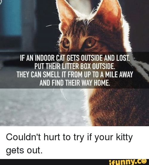 Good advice (I didn't know this). Please share with your friends 👌🐾 IF AN INDOOR CAT GETS