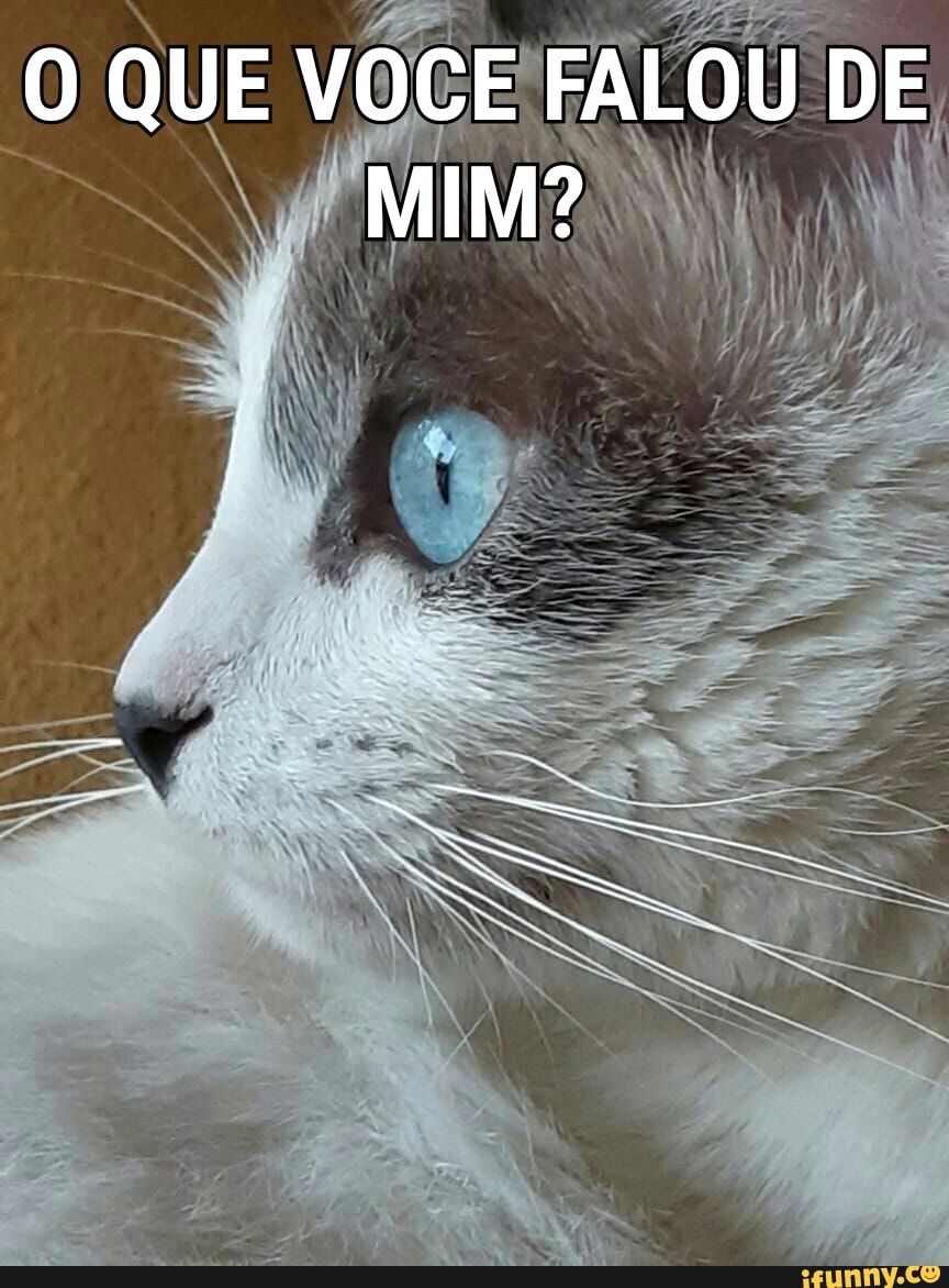 Esse gato morreu de ligma, uma tragédia - iFunny Brazil