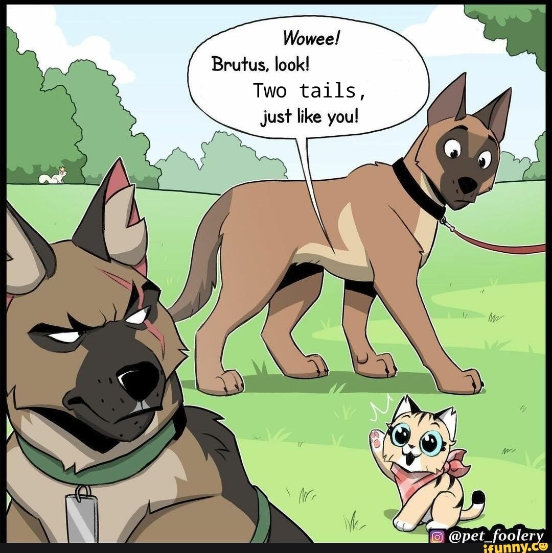 Wowee! Brutus, look! Two tails, just like you! @pet fooler - iFunny Brazil