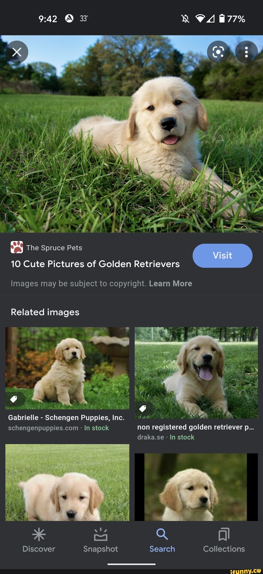 10 Cute Pictures of Golden Retrievers