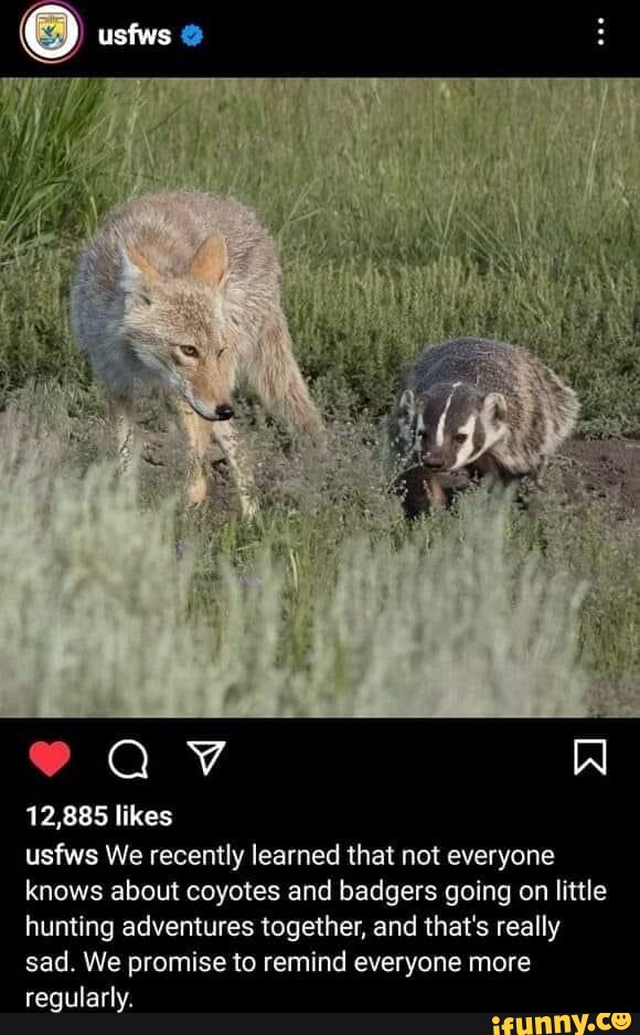 Coyote memes. Best Collection of funny Coyote pictures on iFunny Brazil