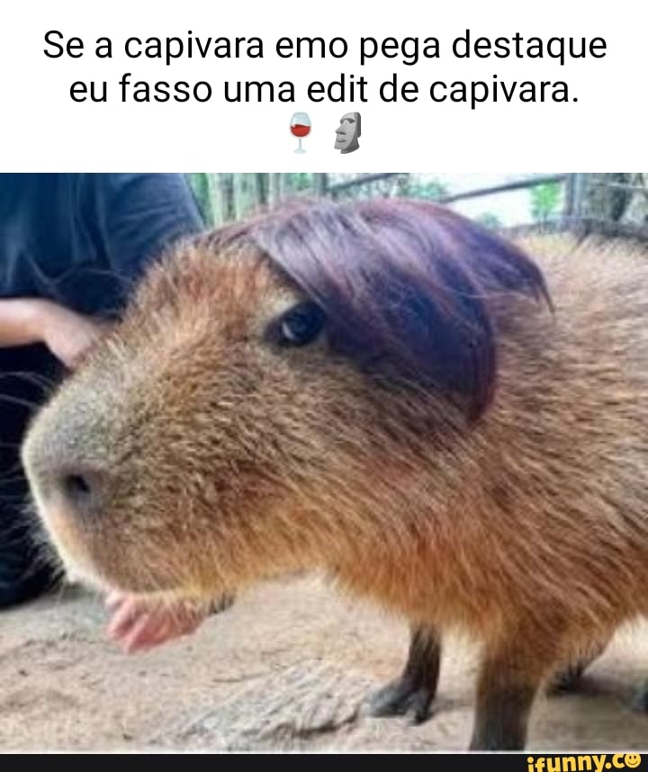 Capivara meme 