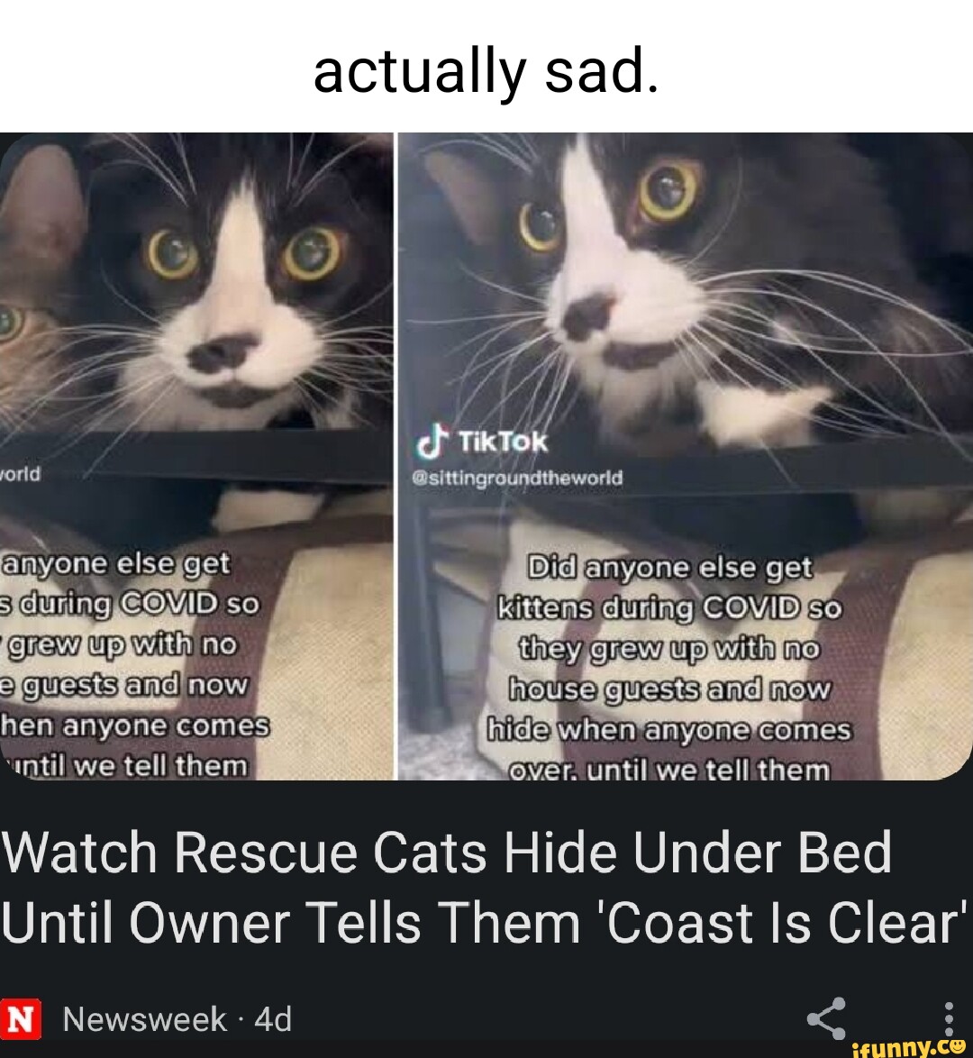 watch. this is not a sad cat meme