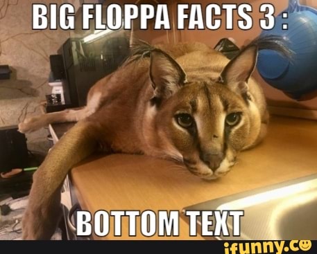The best Big Floppa memes :) Memedroid