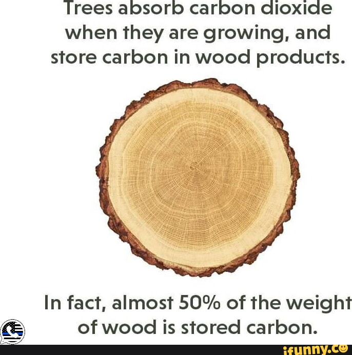 Trees absorb carbon dioxide when they are growing, and store carbon in